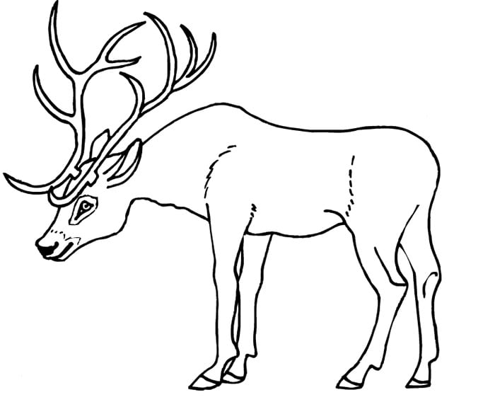 Free coloring pages of deer with antlers