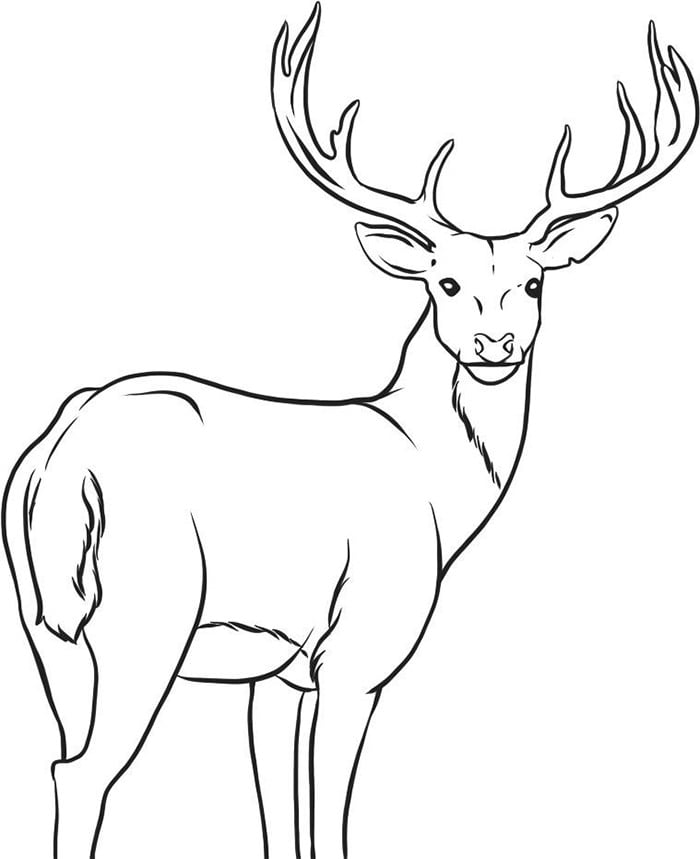 deer-template-animal-templates