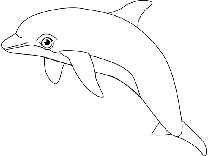 dolphin-template-animal-templates